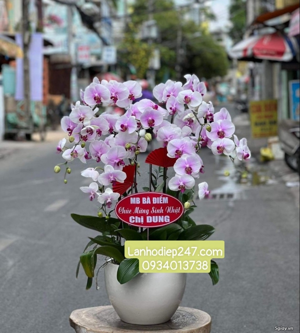 Shop Lan Hồ Điệp Sài Gòn 247 chuyên cung cấp hoa tươi uy tín số 1 HCM - 11