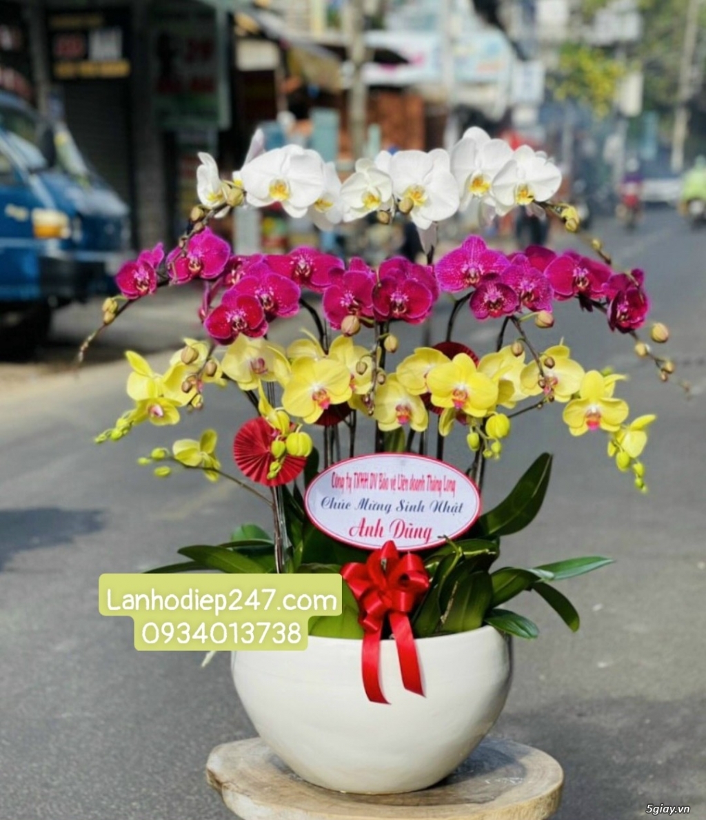 Shop Hoa Lan Hồ Điệp cao cấp tại quận 7 tphcm - Hoa Lan 247 Sài Gòn - 13