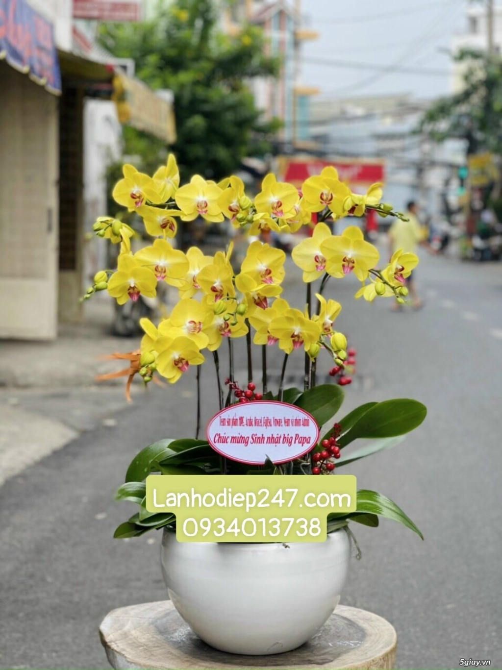Những mẫu Lan Hồ Điệp đẹp bán chạy nhất tại Hoa lan Sài Gòn 247 - 13