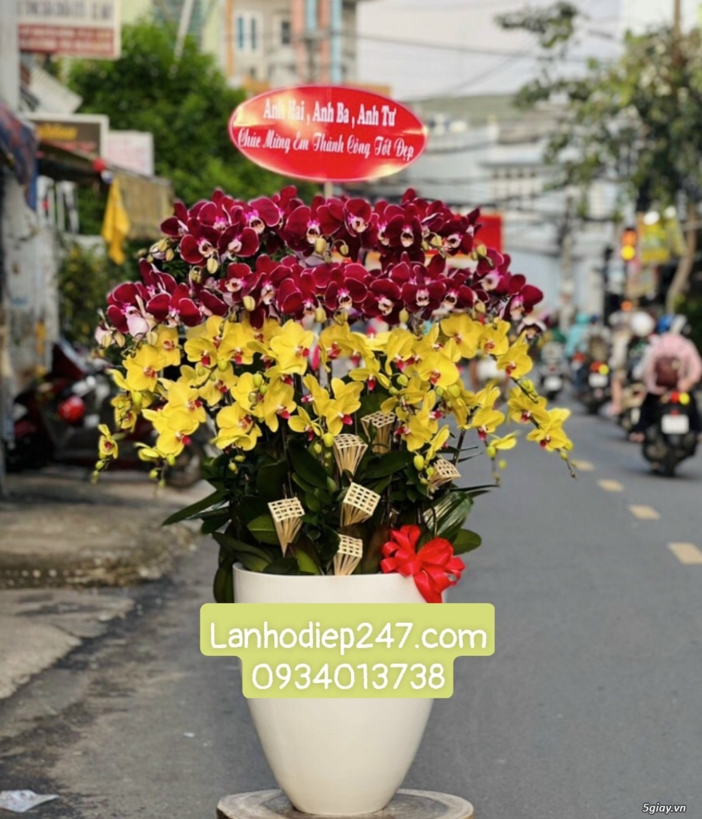 Địa chỉ mua hoa lan hồ điệp uy tín giá tốt nhất TPHCM - Hoa Tươi 247 - 14