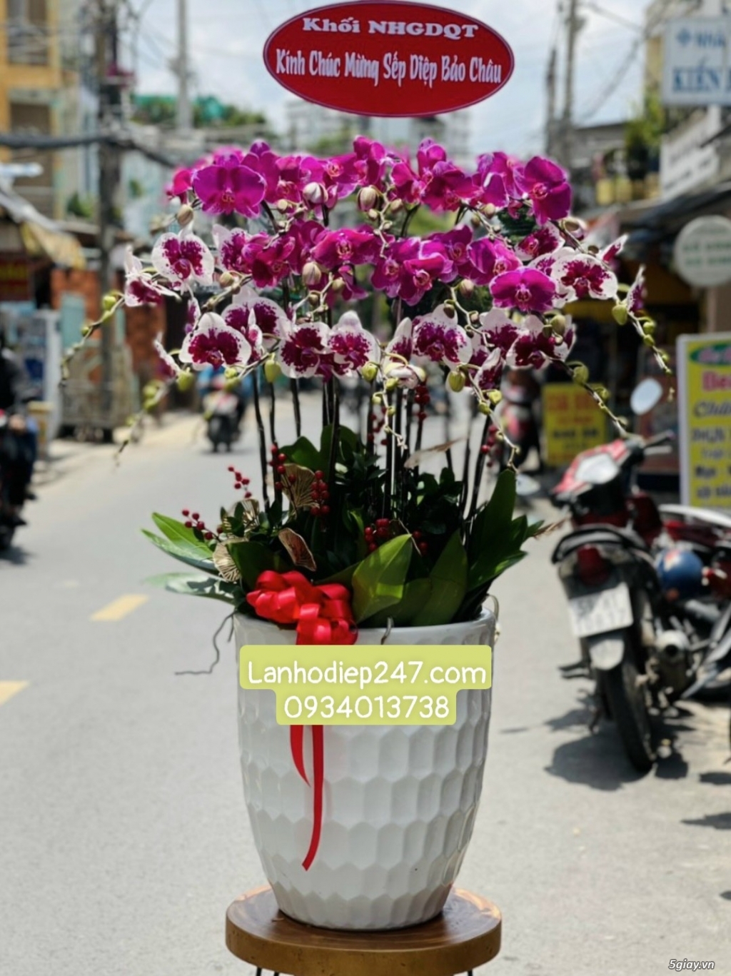 Shop Hoa Lan Sài Gòn 247 chuyên cung cấp Lan Hồ Điệp xịn nhất tphcm - 14