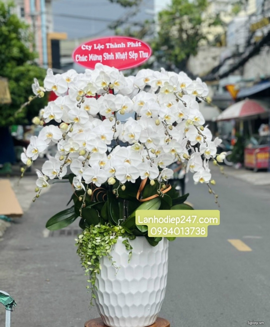 Đặt mua những chậu lan đẹp nhất Sài Gòn tại Lan Hồ Điệp 247 TPHCM - 10