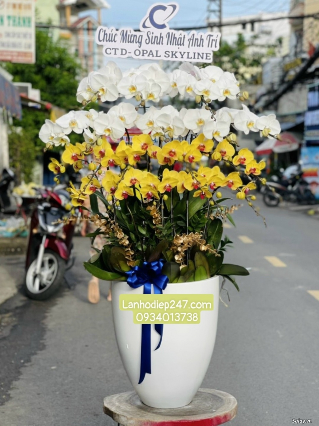 Đặt mua những chậu lan đẹp nhất Sài Gòn tại Lan Hồ Điệp 247 TPHCM - 13