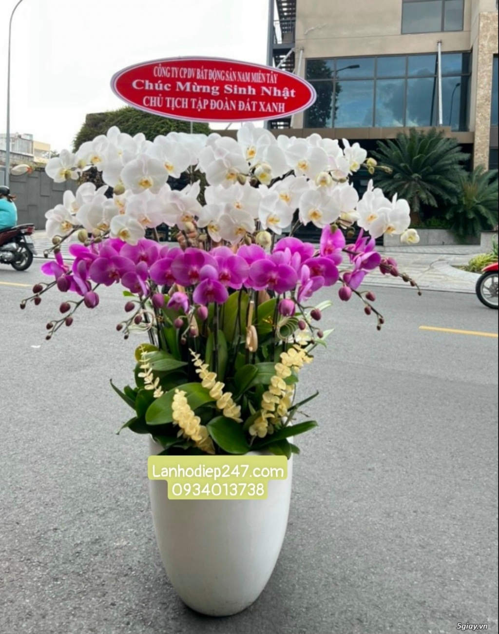 Shop Hoa Lan Sài Gòn 247 chuyên cung cấp Lan Hồ Điệp xịn nhất tphcm - 13