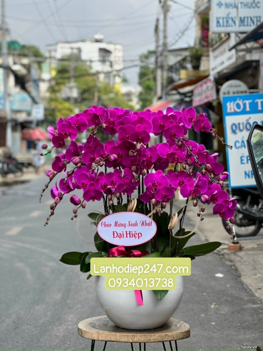 Đặt mua những chậu lan đẹp nhất Sài Gòn tại Lan Hồ Điệp 247 TPHCM - 14