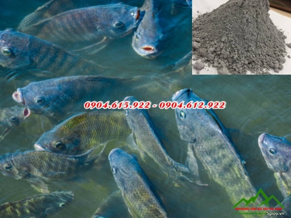 Bán Dolomite thủy sản