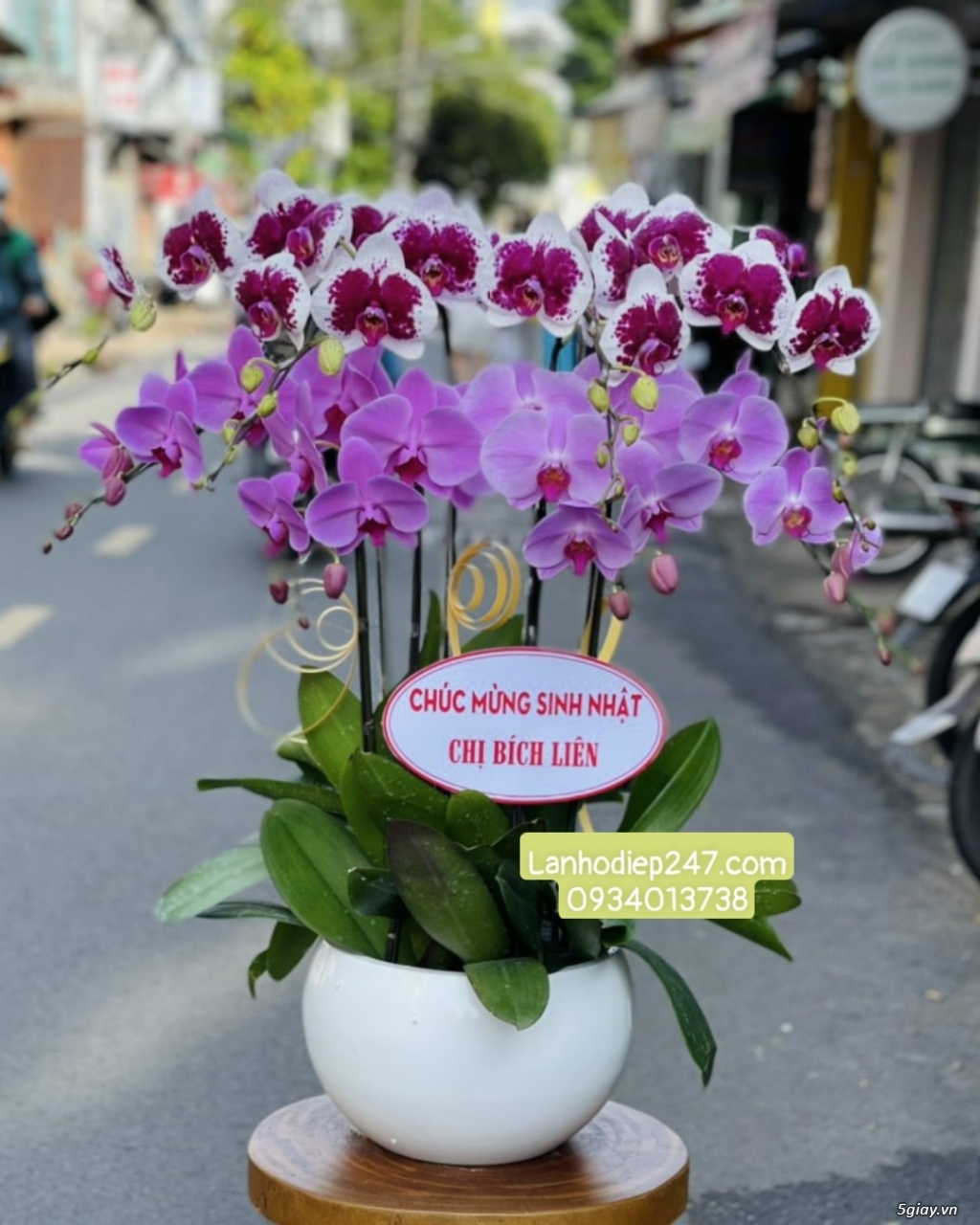 Cơ sở bán Lan Hồ Điệp cao cấp bậc nhất Sài Gòn - Hoa Tươi 247 TPHCM - 11