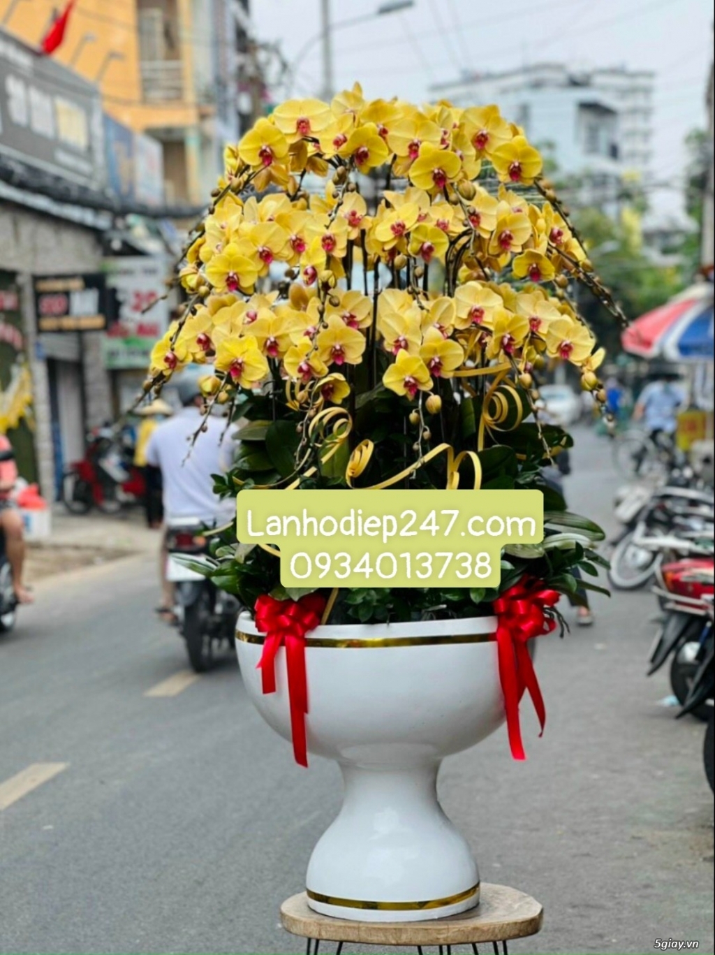 Cơ sở bán Lan Hồ Điệp cao cấp bậc nhất Sài Gòn - Hoa Tươi 247 TPHCM - 12