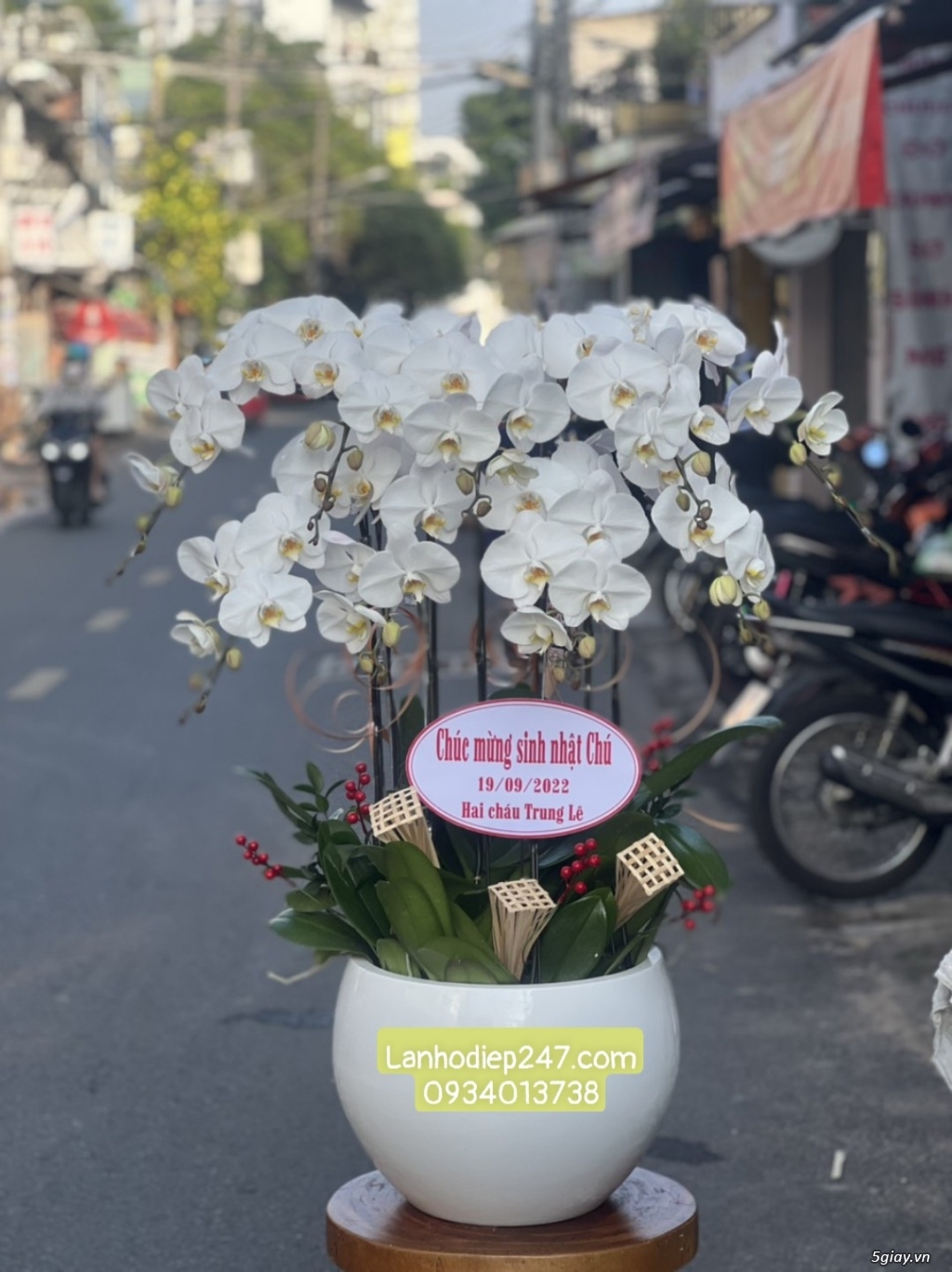 Shop hoa lan uy tín nhất tphcm chuyên phân phối Lan Hồ Điệp cao cấp - 15