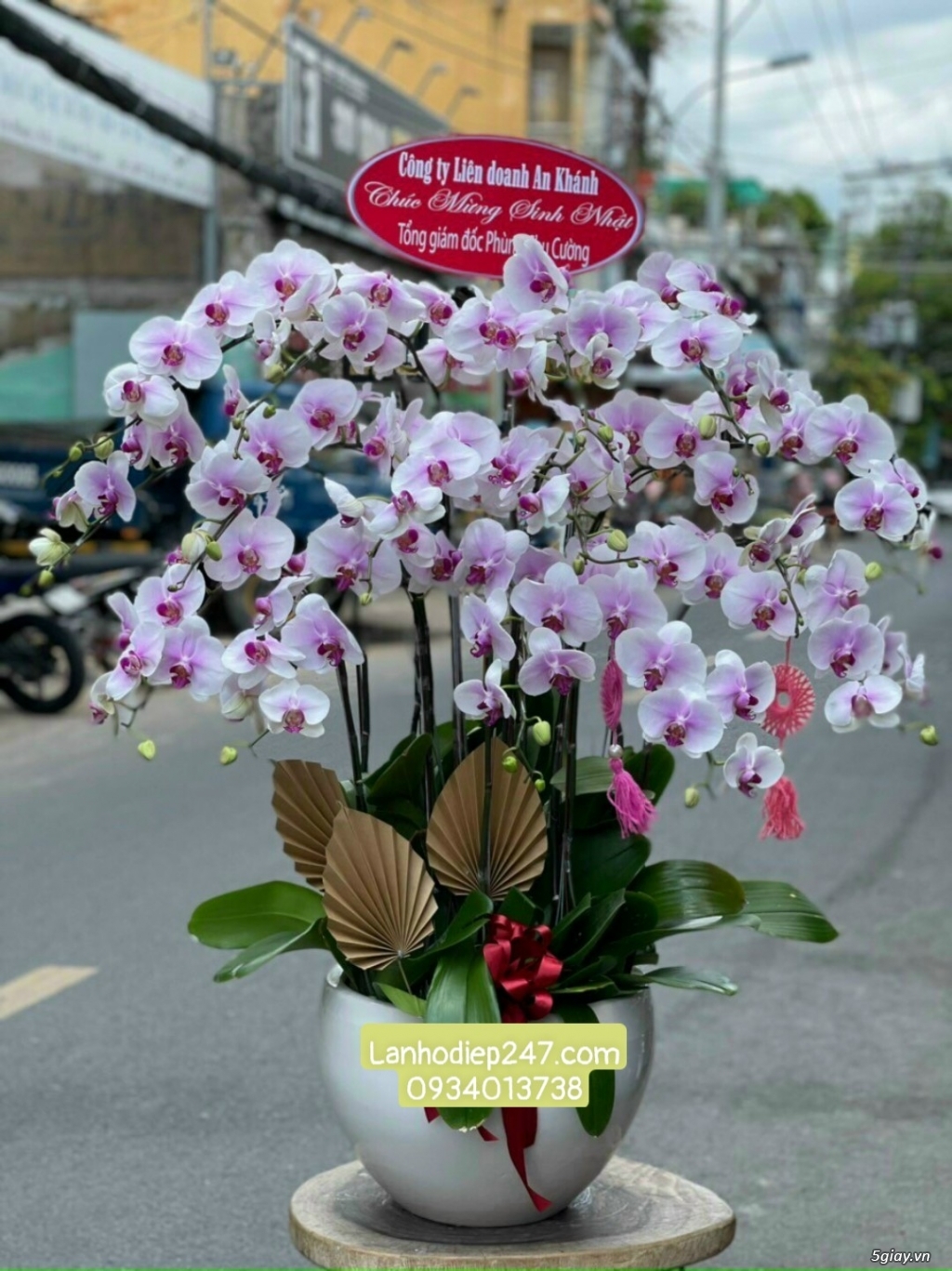 Shop hoa lan uy tín nhất tphcm chuyên phân phối Lan Hồ Điệp cao cấp - 13