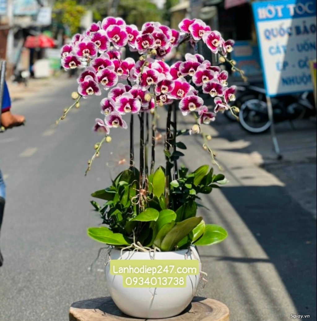 Những mẫu Lan Hồ Điệp cao cấp được ưa chuộng nhất tại Hoa Lan 247 HCM - 15