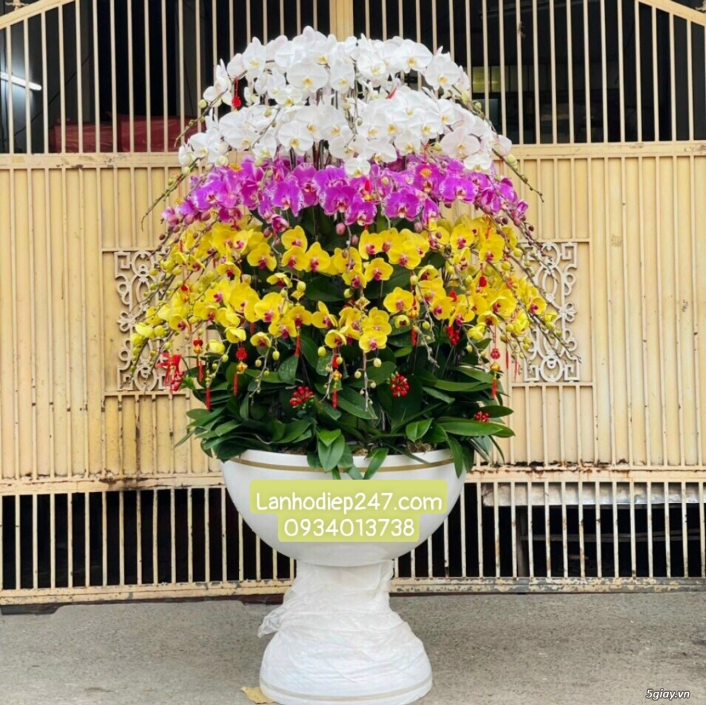 Những mẫu Lan Hồ Điệp cao cấp được ưa chuộng nhất tại Hoa Lan 247 HCM - 16