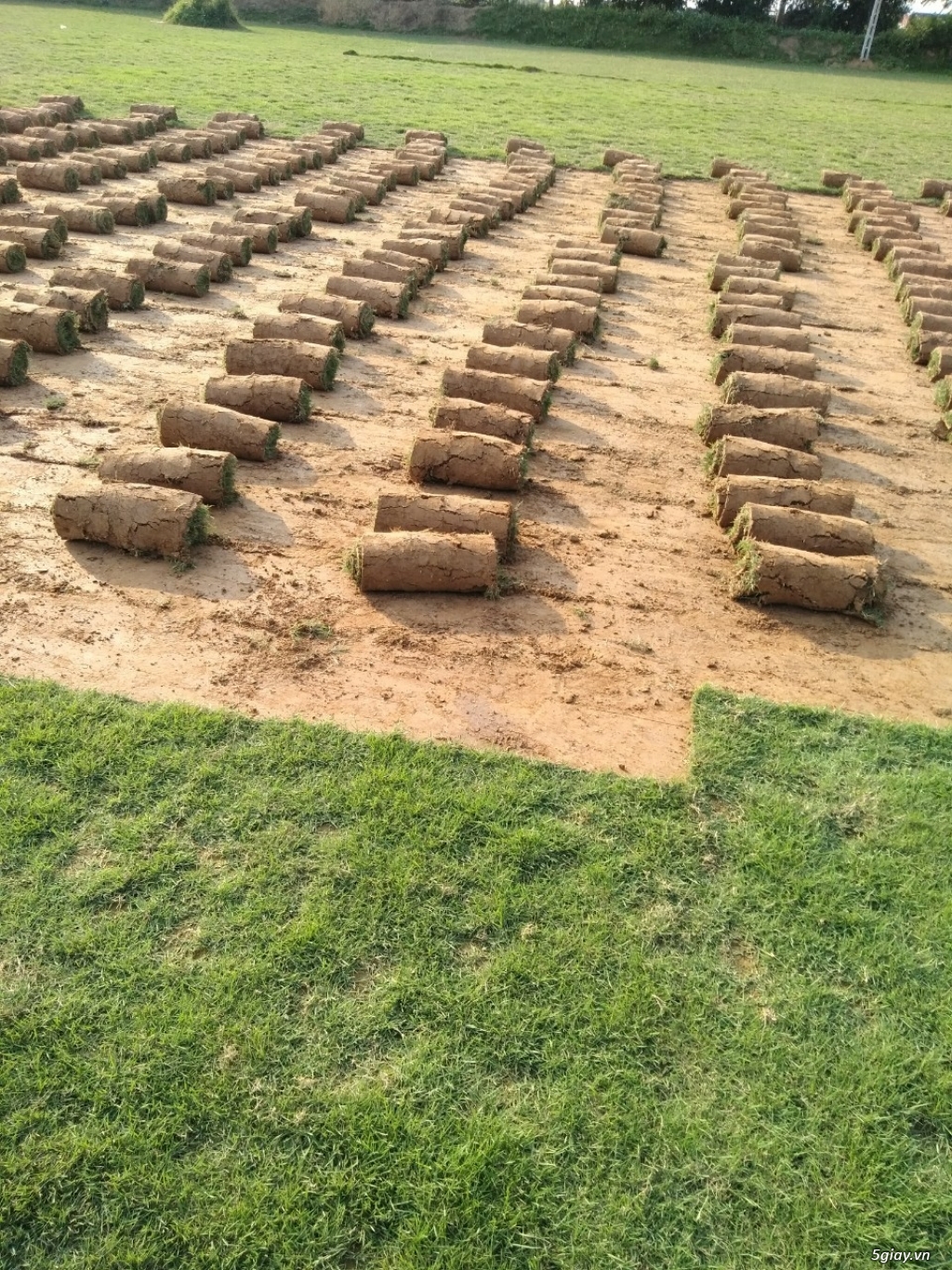 Cung cấp SLL cỏ nhung nhật tại Bắc Giang giá rẻ – 0336689899 - 10