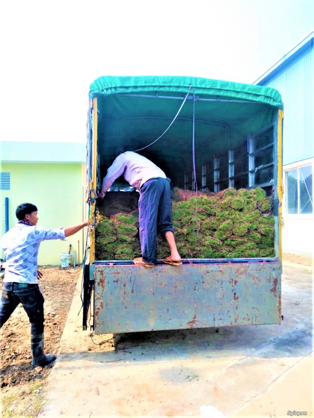 Cung cấp SLL cỏ nhung nhật tại Bắc Giang giá rẻ – 0336689899 - 7