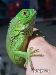 Bán Iguana Rồng Nam Mỹ Xanh Size Baby - 2