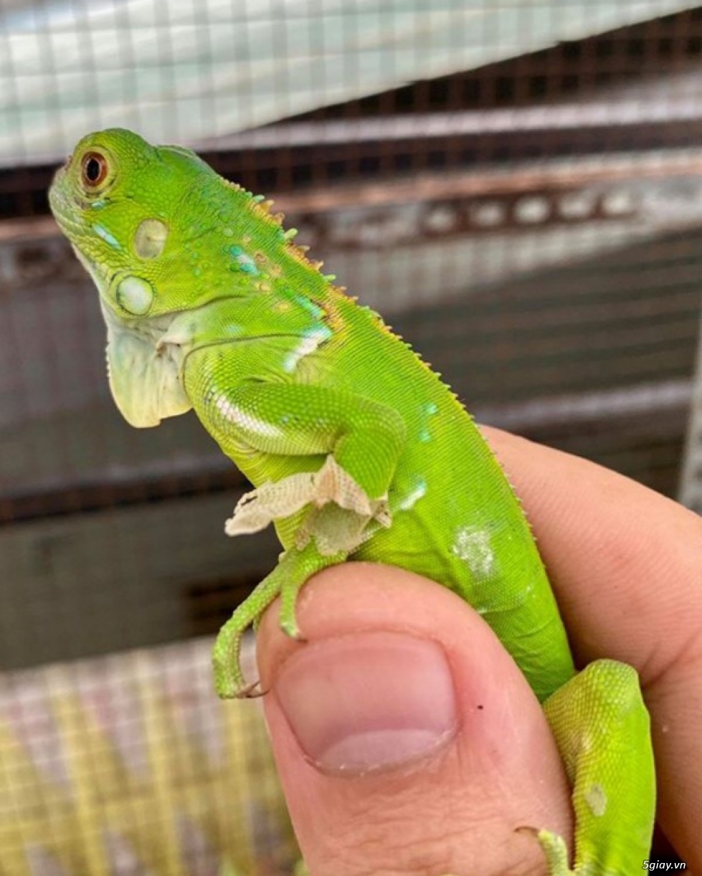 Bán Iguana Rồng Nam Mỹ Xanh Size Baby - 1