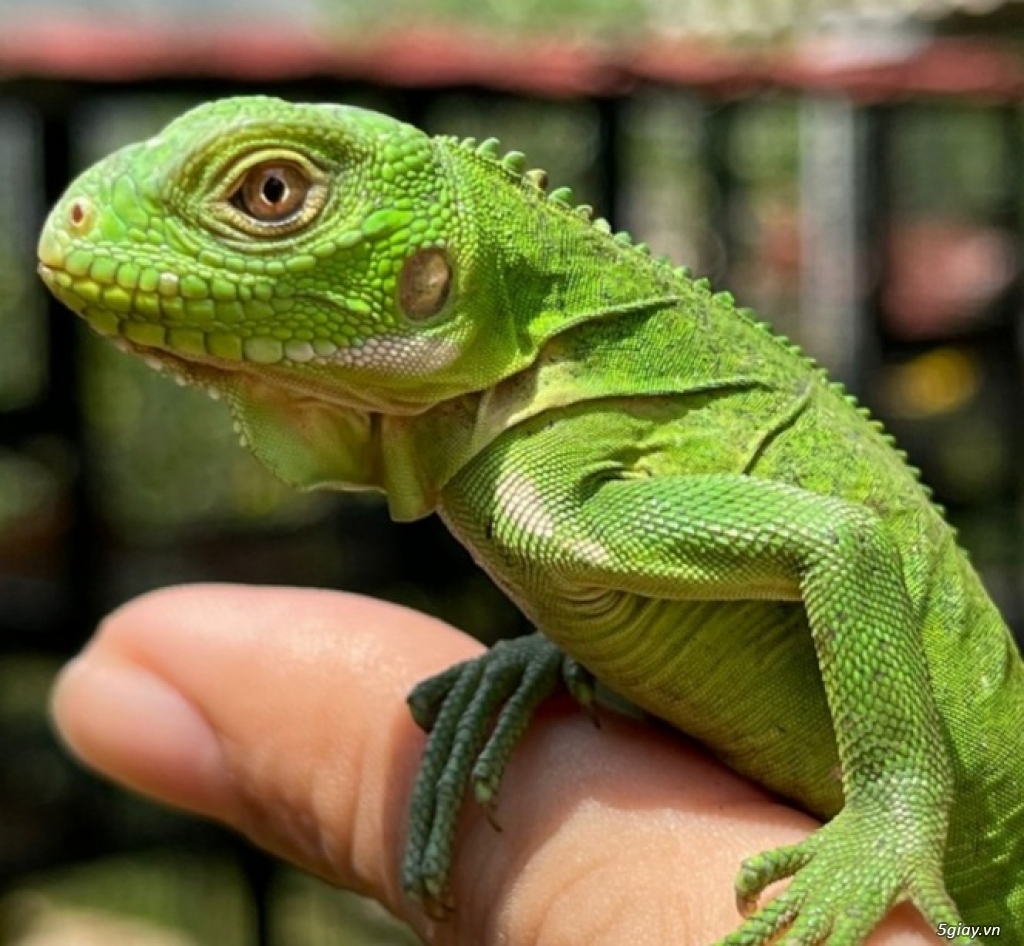 Bán Iguana Rồng Nam Mỹ Xanh Size Baby