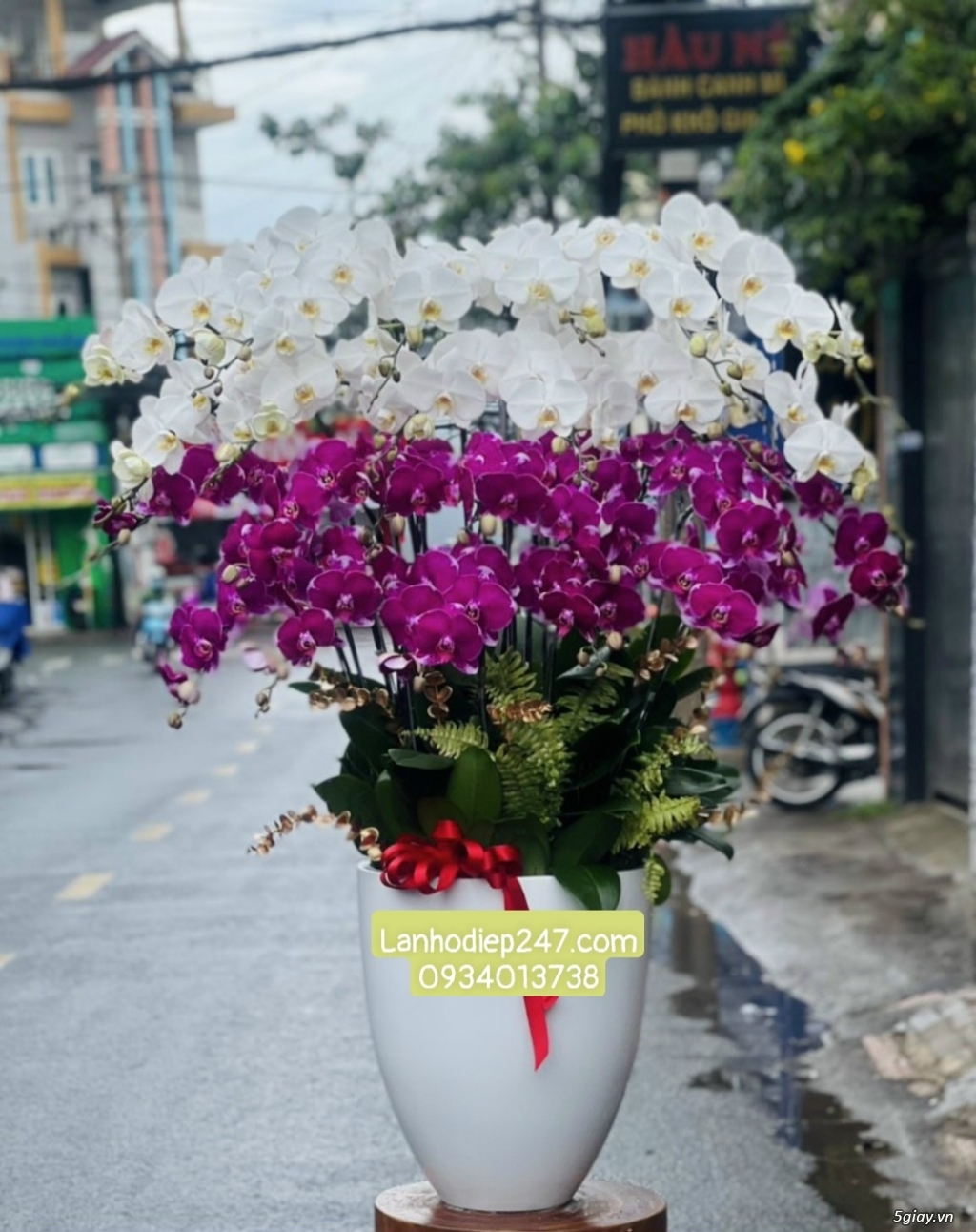 Những chậu Lan Hồ Điệp phối hợp đặc sắc nhất tại Hoa Lan 247 Sài Gòn - 18