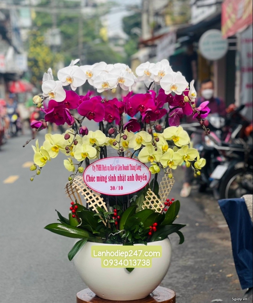 Dien hoa tuoi sai gon 24/7 - Lan Hồ Điệp sỉ lẻ chất lượng số 1 tphcm - 16