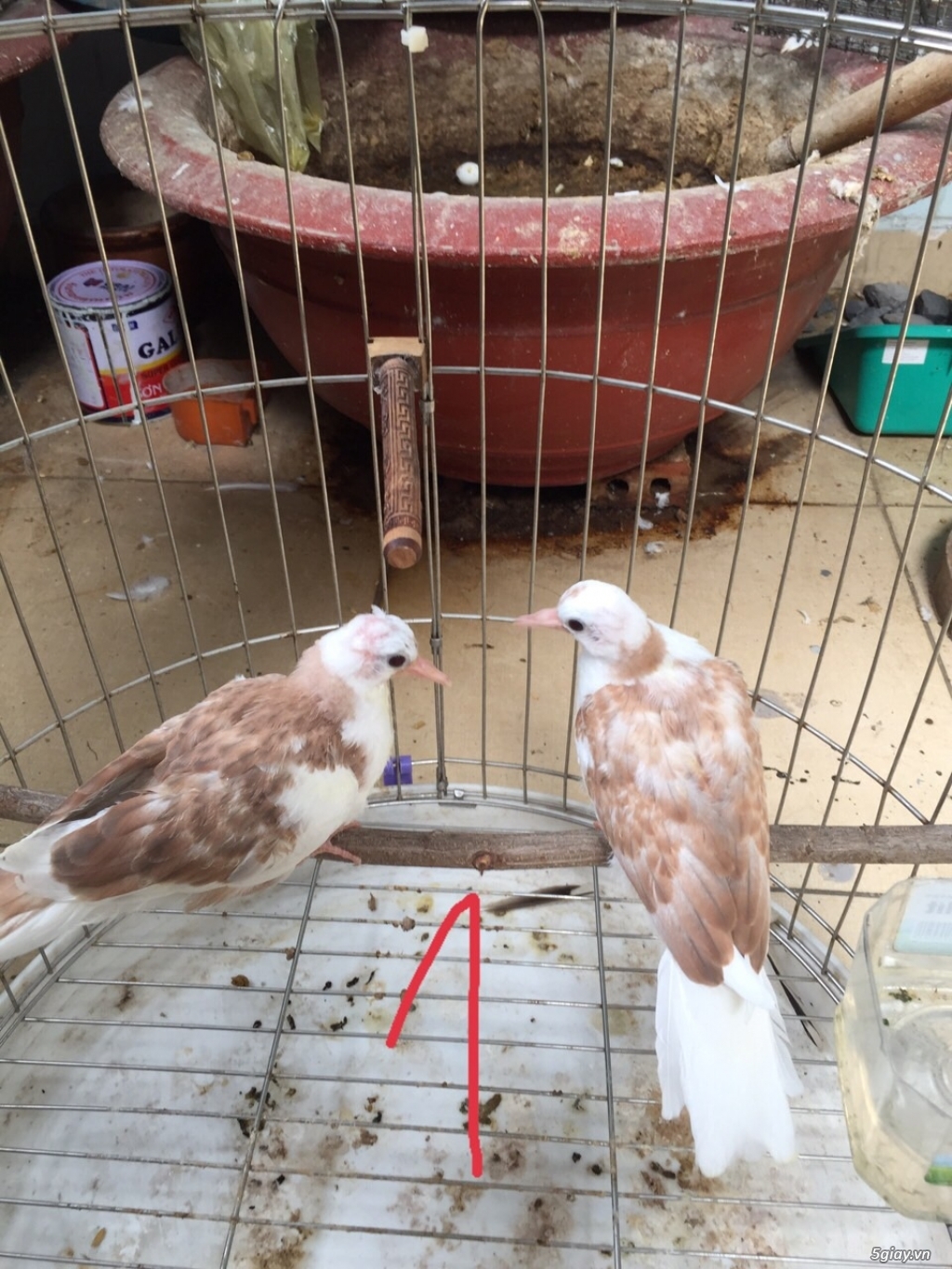 5 cặp cu thái văn hoa đỏ đẹp