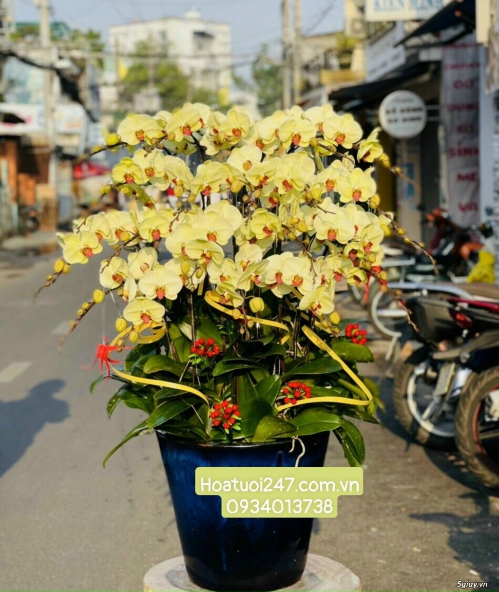 Điện hoa tươi tphcm 24/7 chuyên hoa Lan Hồ Điệp cao cấp số 1 Việt Nam - 17