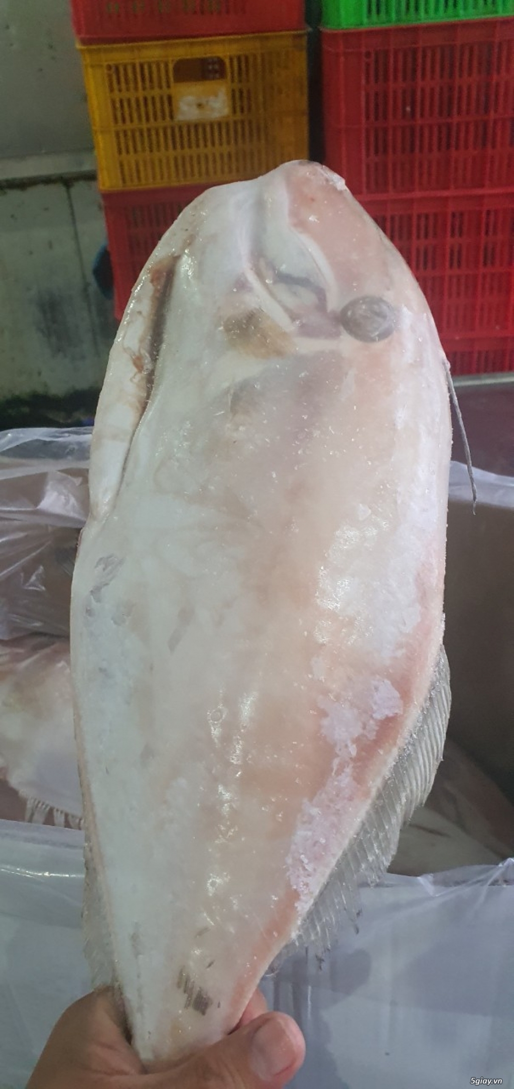 Cá bò da làm sạch size chuẩn nhà hàng, quán nhậu