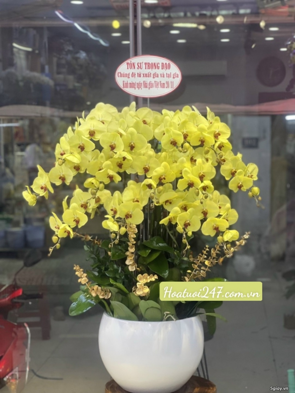 Shop hoa 247 chuyên bán hoa lan hồ điệp cao cấp chất lượng nhất TPHCM - 13
