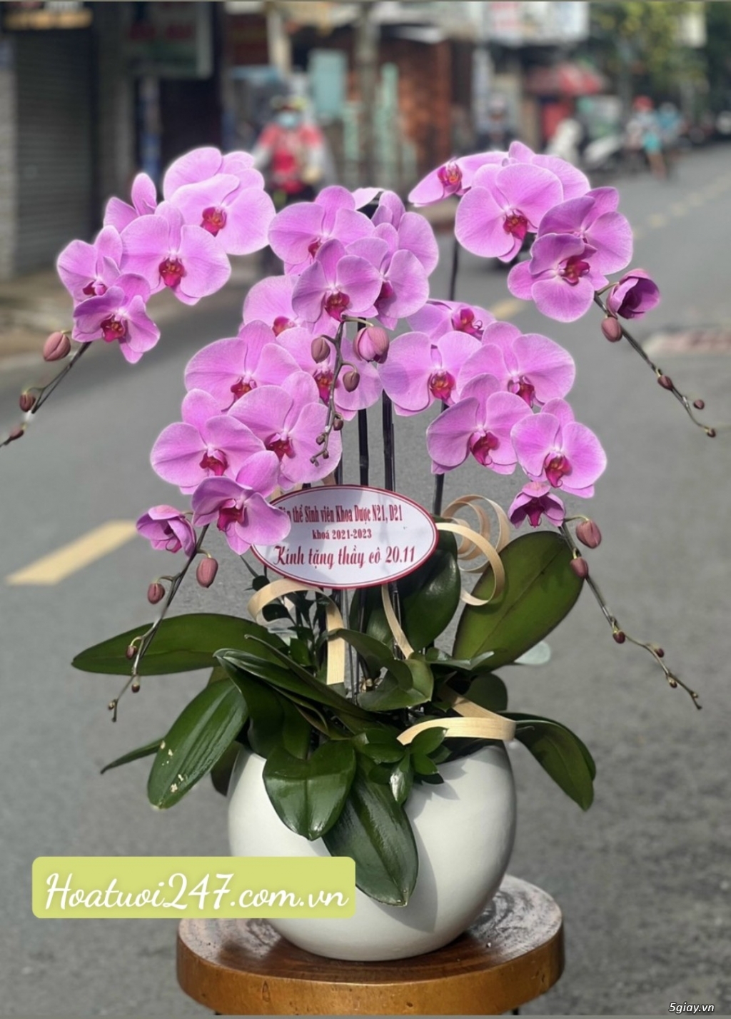 Shop hoa 247 chuyên bán hoa lan hồ điệp cao cấp chất lượng nhất TPHCM - 11