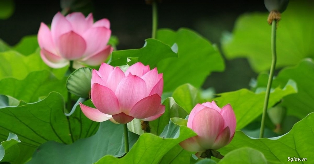 Hoa sen - Quốc hoa của Việt Nam, đẹp tinh tế và ý nghĩa.