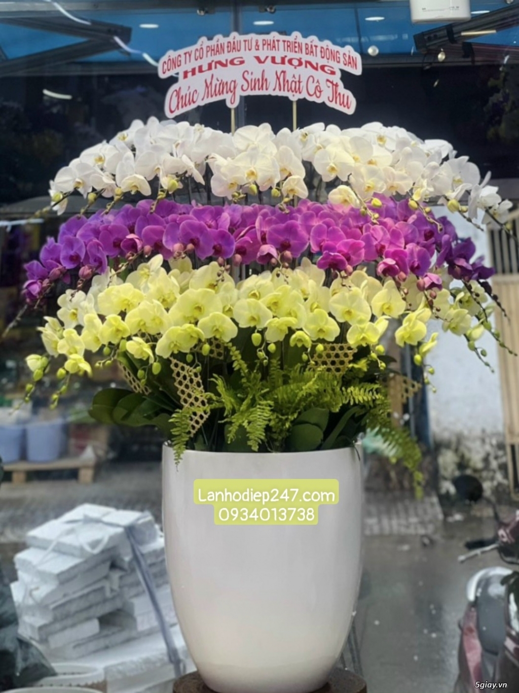 Những chậu Lan Hồ Điệp cao cấp đẹp nhất tại Shop hoa lan 24/7 TPHCM - 16