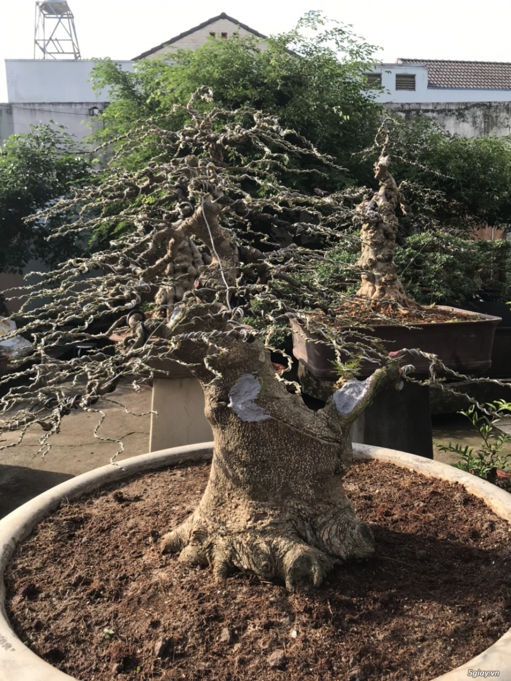 Cần bán vài cây bonsai đẹp - 11