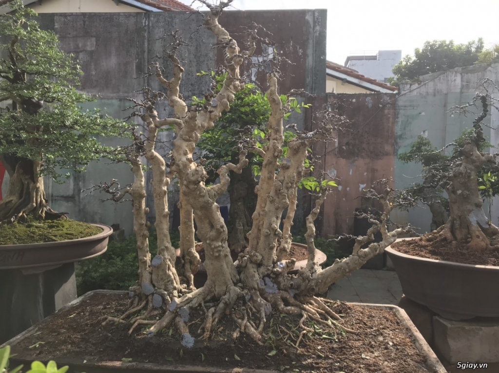 Cần bán vài cây bonsai đẹp - 12