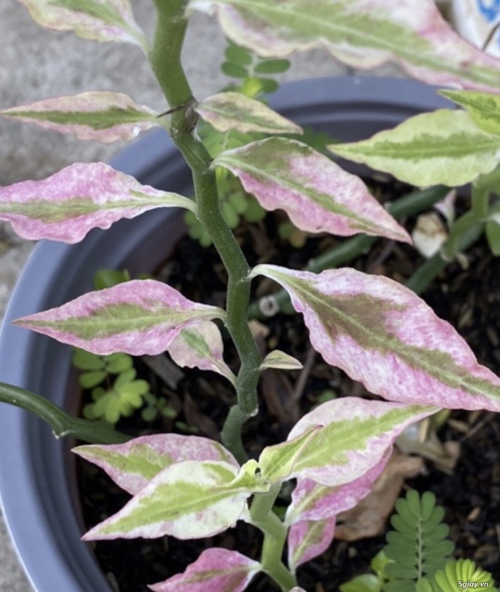 Nhánh giống cây Hồng Tước San Hô - 1