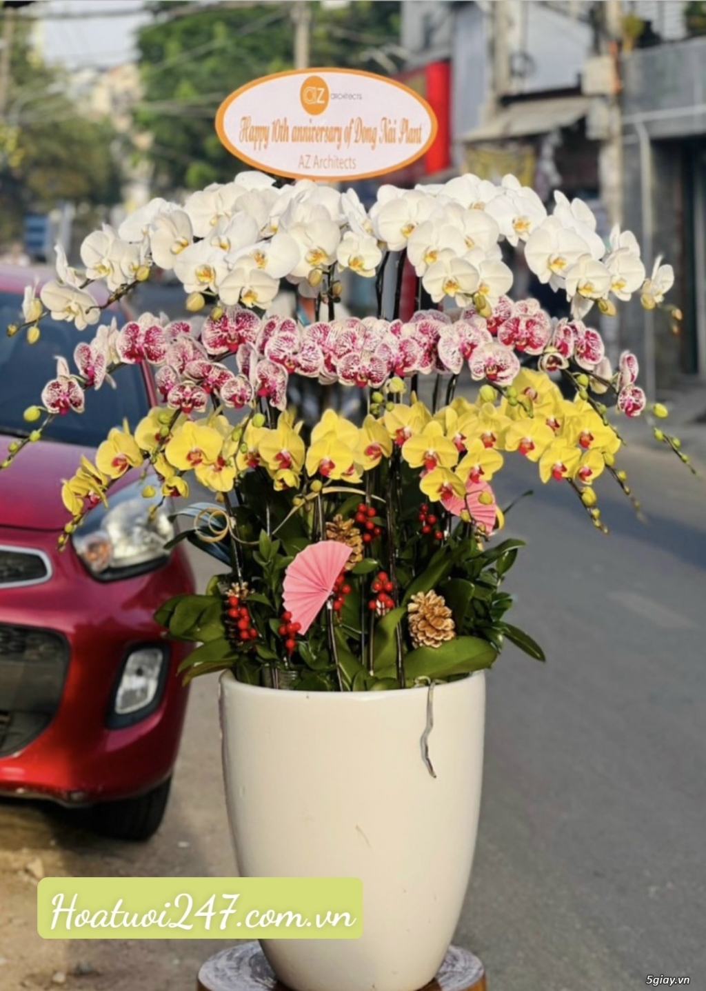 Shop hoa lan đẹp nhất tphcm chuyên Lan Hồ Điệp Apollo cao cấp Freeship - 1