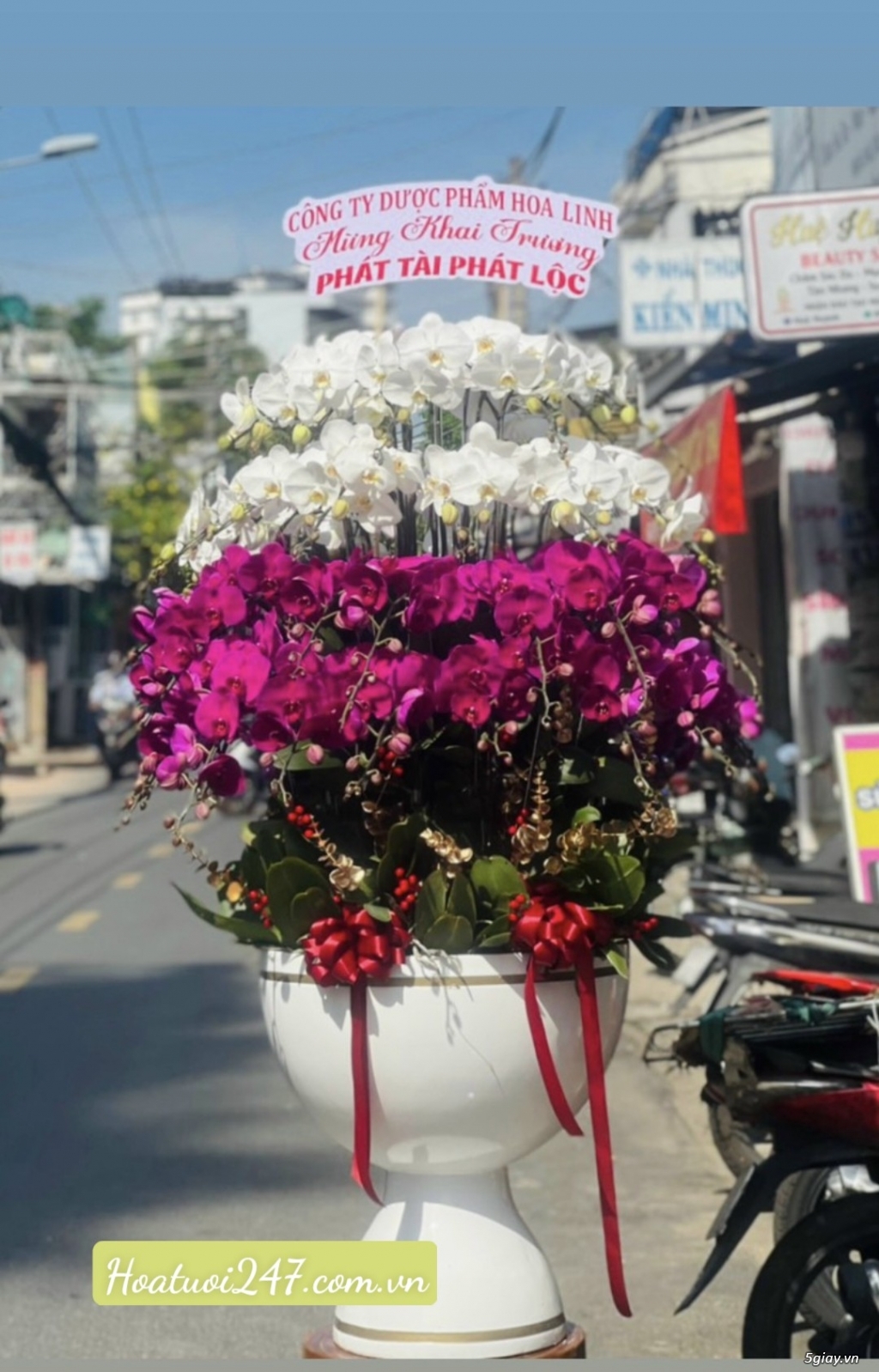 Shop hoa lan đẹp nhất tphcm chuyên Lan Hồ Điệp Apollo cao cấp Freeship - 3