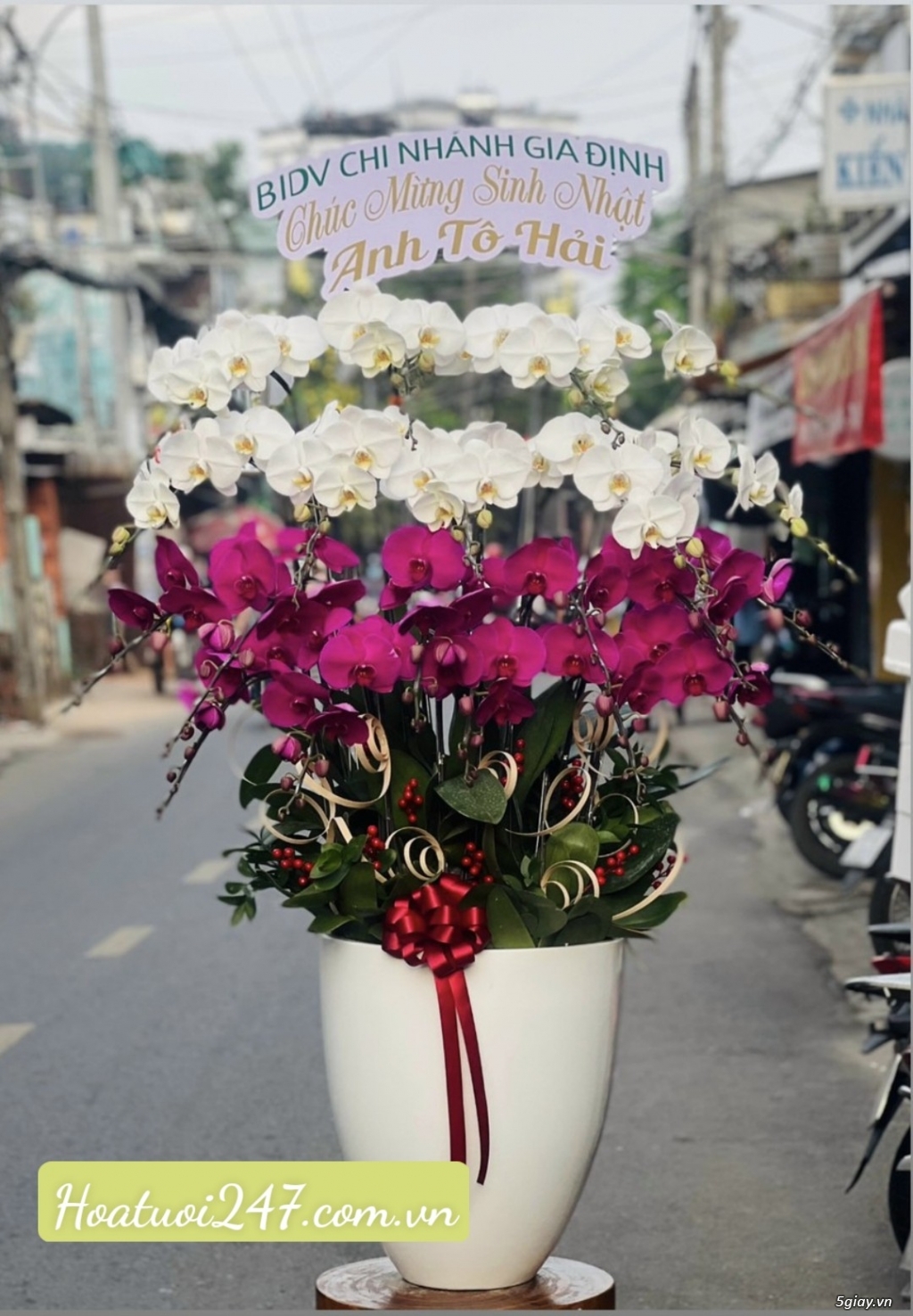 Shop hoa lan đẹp nhất tphcm chuyên Lan Hồ Điệp Apollo cao cấp Freeship - 4
