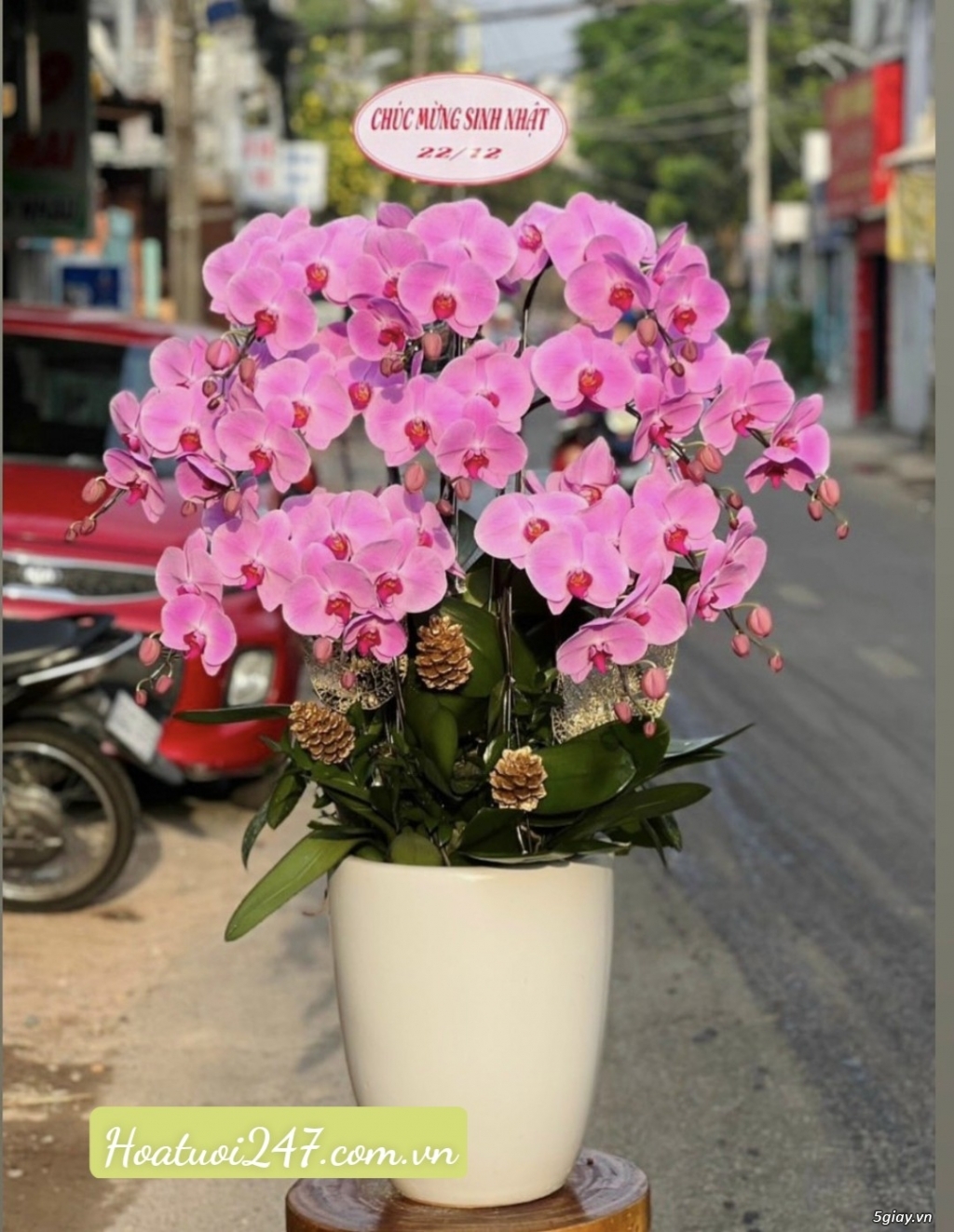 Shop hoa lan đẹp nhất tphcm chuyên Lan Hồ Điệp Apollo cao cấp Freeship