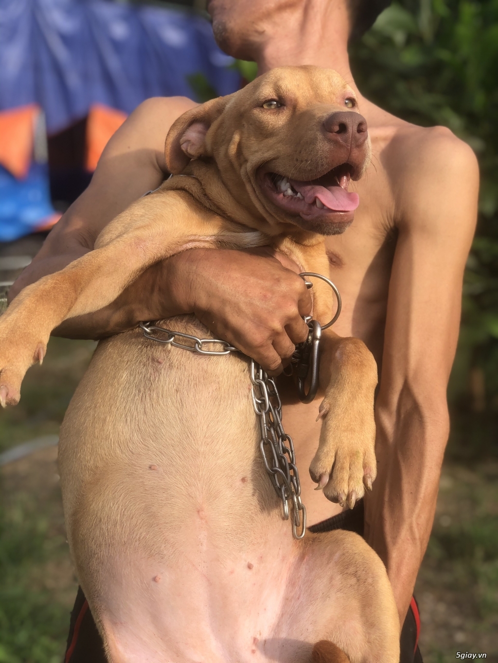 Cần bán: Chó Pitbull cái 6 tháng tuổi - 1