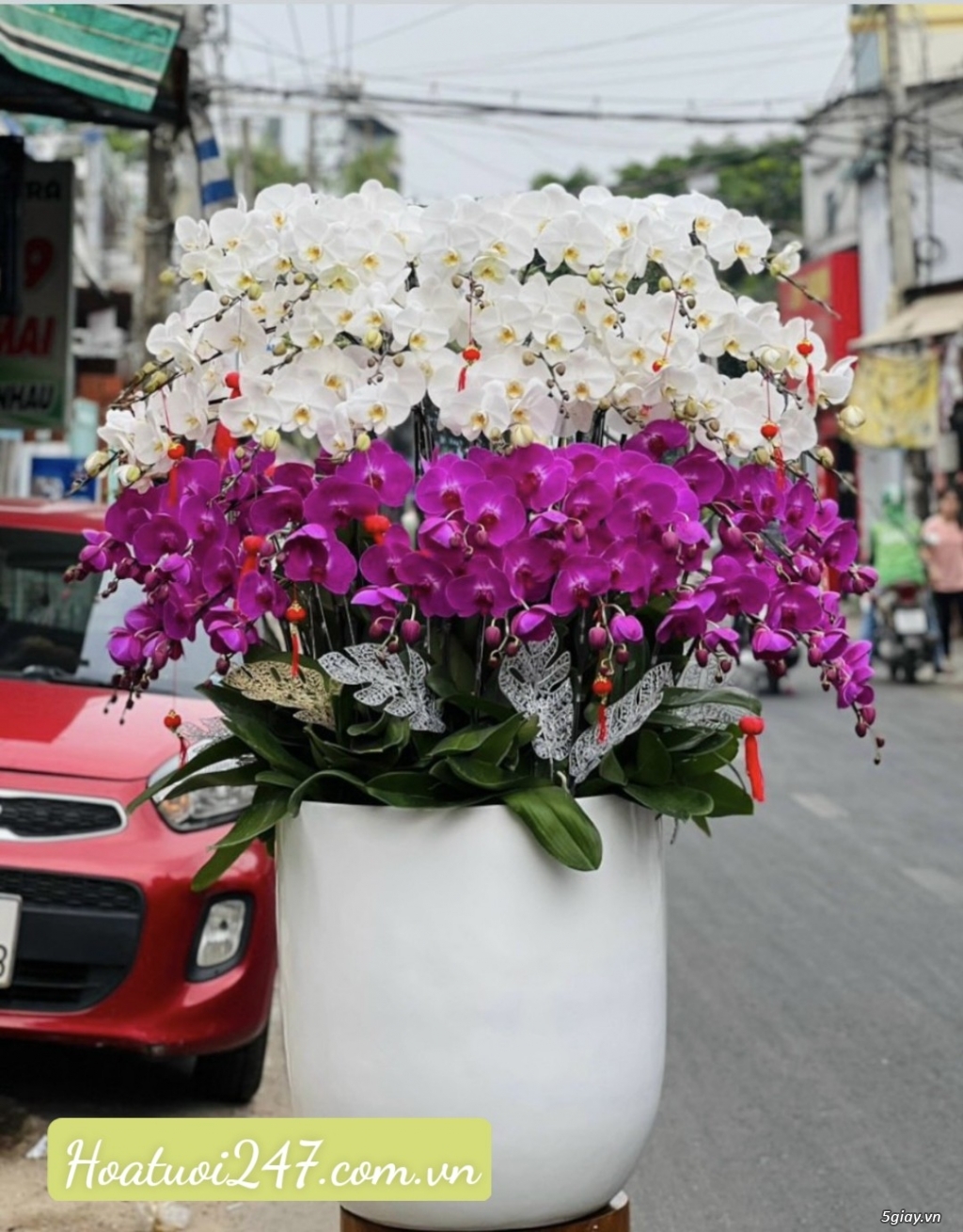 Đặt mua hoa lan cao cấp nhất tphcm tại Shop Lan Hồ Điệp 247 - 18
