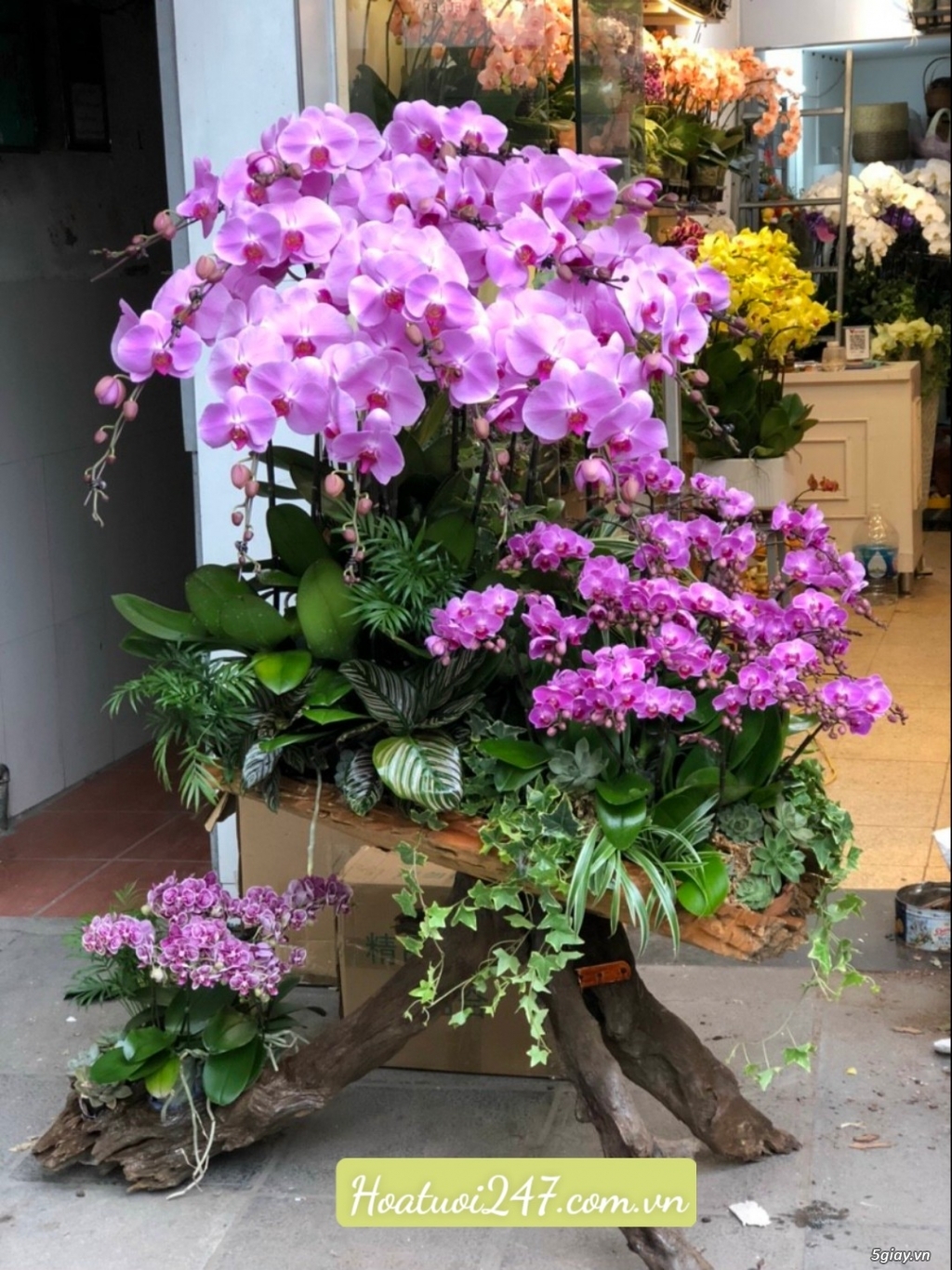 Đặt mua hoa lan cao cấp nhất tphcm tại Shop Lan Hồ Điệp 247 - 17