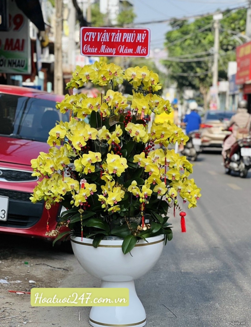 Những chậu hoa lan hồ điệp đẹp nhất được ưa chuộng dịp Tết 2023 - 11
