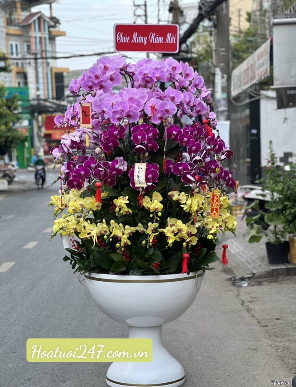 Những chậu hoa lan hồ điệp đẹp nhất được ưa chuộng dịp Tết 2023 - 13