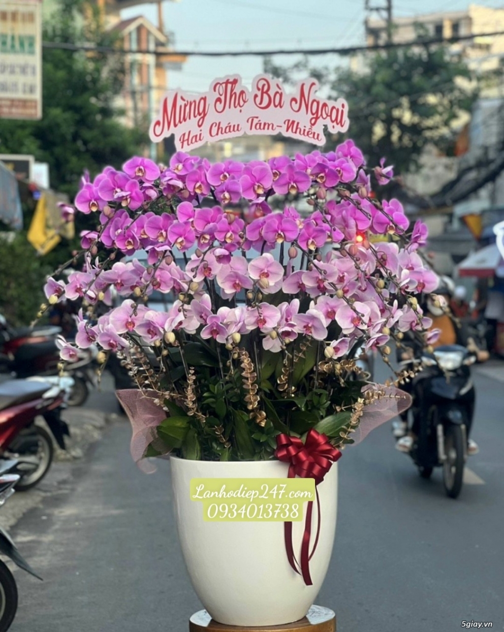 Shop Hoa Lan TPHCM chuyên Lan Hồ Điệp đẹp cao cấp hàng đầu thị trường - 11