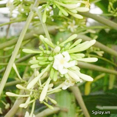 Hoa đu đủ đực khô