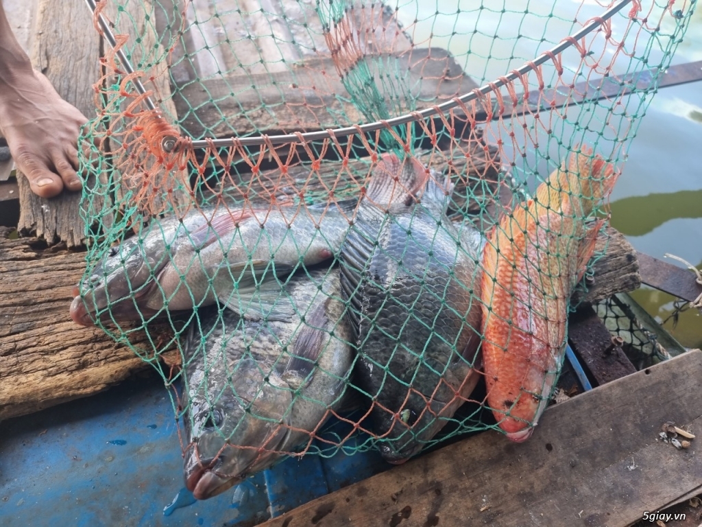Bán cá Thịt, Cá Giống Các Loại ở Buôn Ma Thuột, Đăk Lăk và tây nguyên - 3