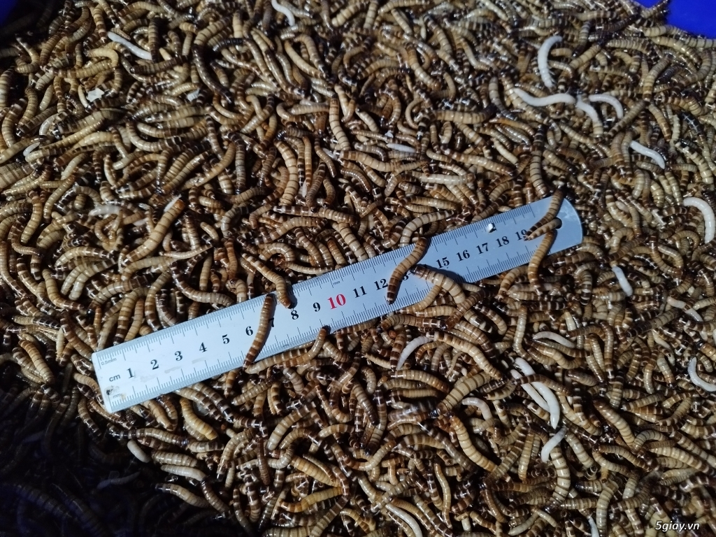 Sâu rồng (Superworm) TP.HCM | 5giay