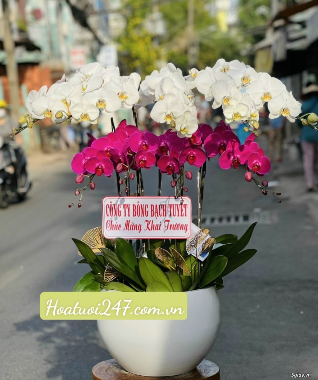 Mua hoa tươi tặng nàng 8/3 đặt ngay Lan Hồ Điệp tại Hoa Lan 247 SàiGòn - 11