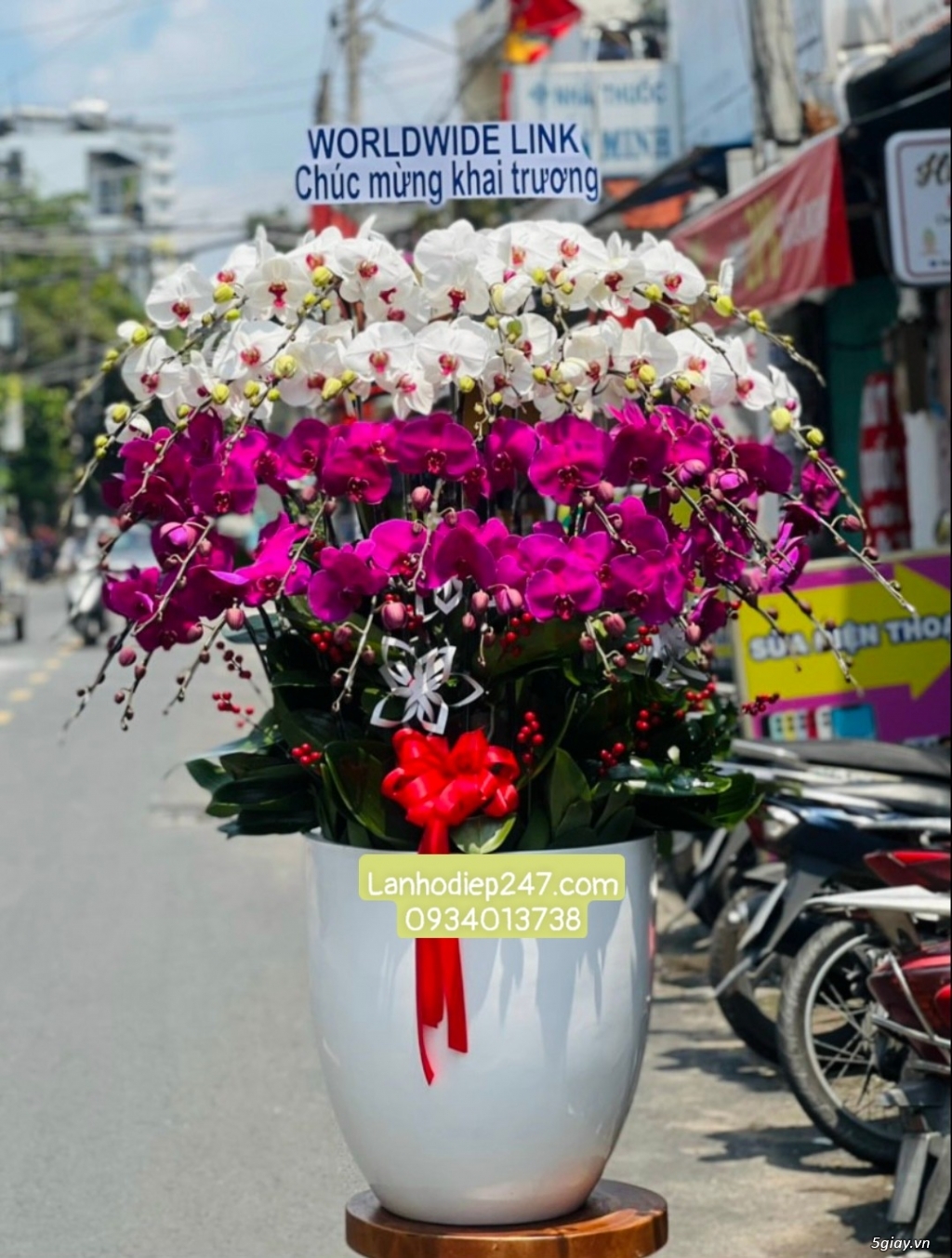 TOP 12 NHỮNG CHẬU HOA LAN HỒ ĐIỆP ĐẸP CAO CẤP TẶNG SINH NHẬT ĐẸP NHẤT - 3