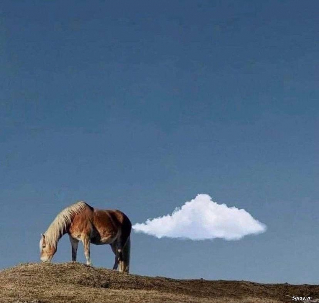 Hình hài hước... Nhiều thể loại vui nhôn - 2