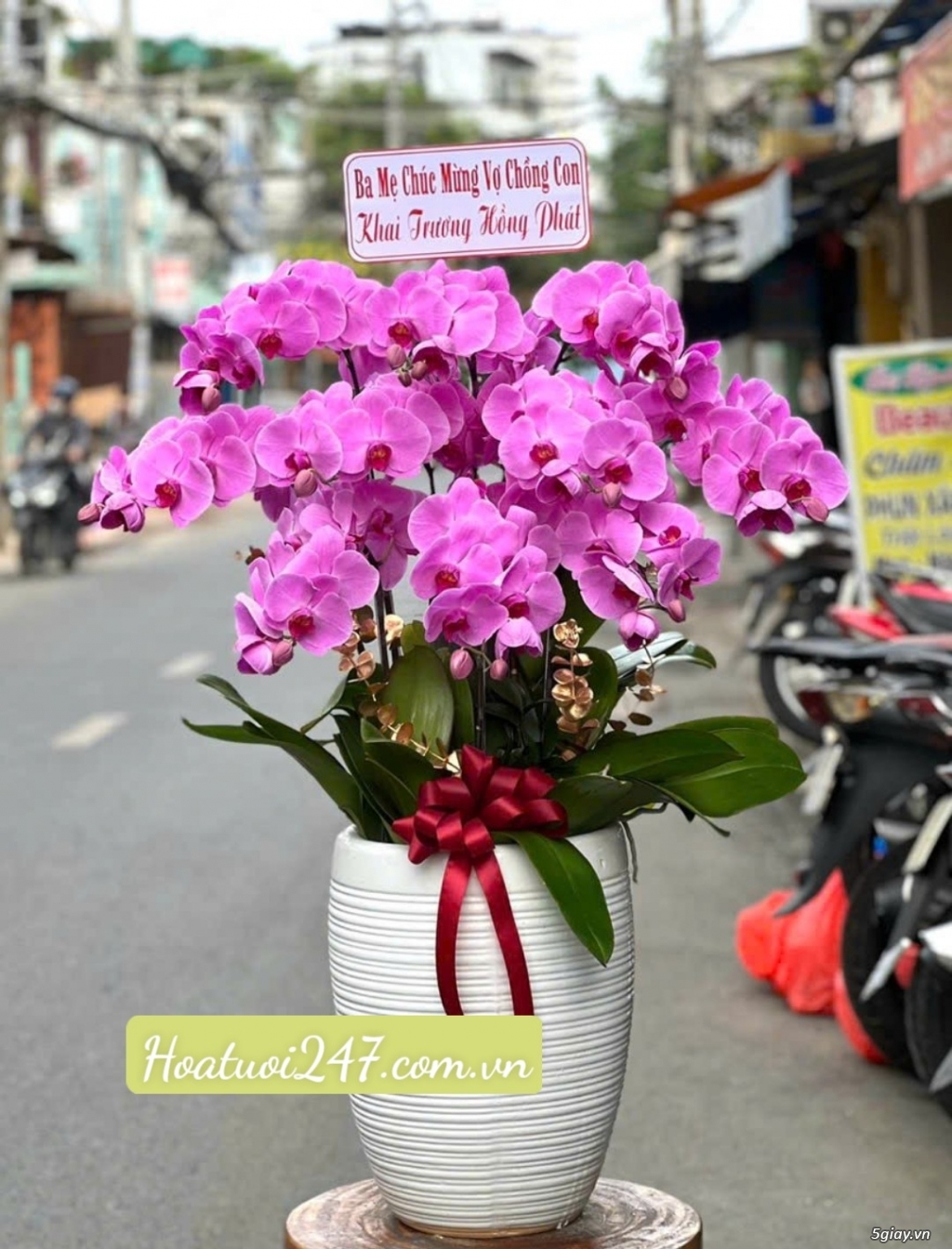 Tìm hiểu về Hoa Lan Hồ Điệp - Ý nghĩa của các màu hoa tại Hoa Lan 247 - 14